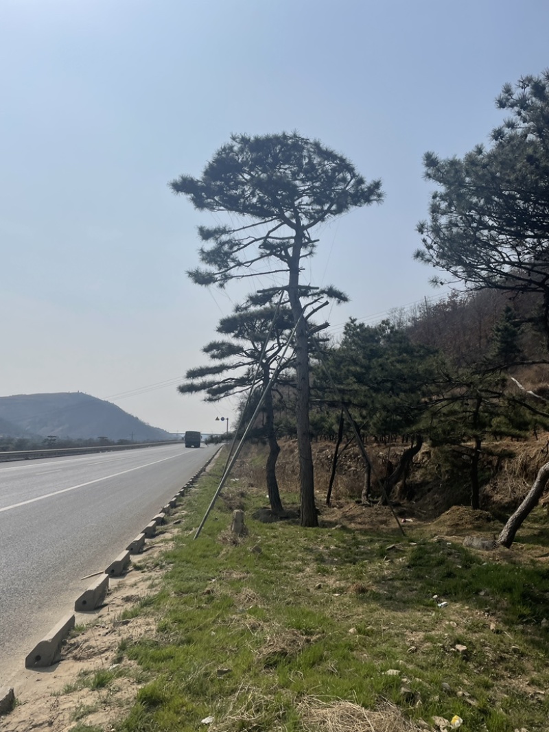 精品造型油松，造型黑松，造型赤松泰山迎客松景观松