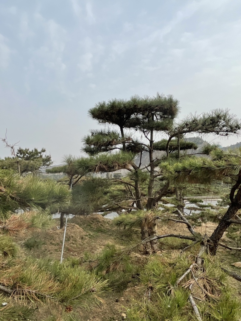 精品造型油松，造型黑松，造型赤松泰山迎客松景观松