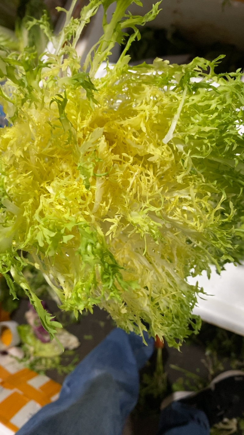 【高农果蔬】黄苦苣黄狗芽新鲜沙拉蔬菜沙拉西餐食材菜