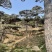 造型黑松造型油松造型赤松迎客松精品盆景