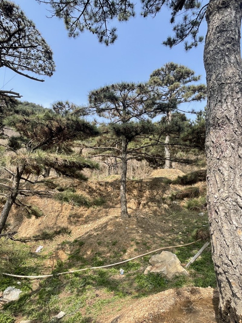 造型黑松造型油松造型赤松迎客松精品盆景