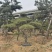 造型黑松造型油松造型赤松迎客松精品盆景