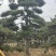 造型黑松造型油松造型赤松迎客松精品盆景