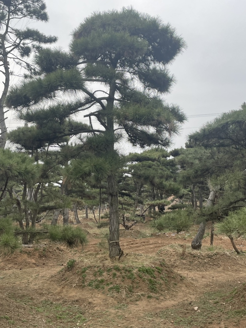 造型黑松造型油松造型赤松迎客松精品盆景