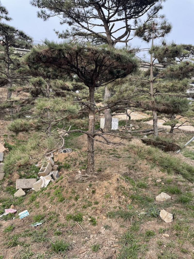 造型黑松造型油松造型赤松迎客松精品盆景