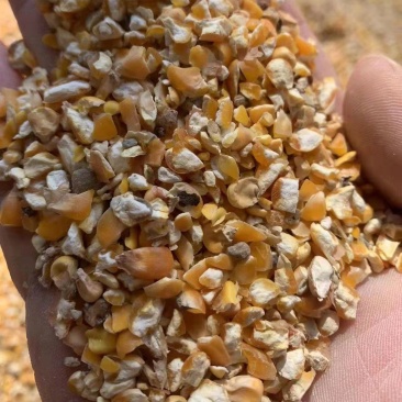 碎玉米常年出售碎玉米，碎小麦，鸡鸭鹅猪牛羊专用饲料，