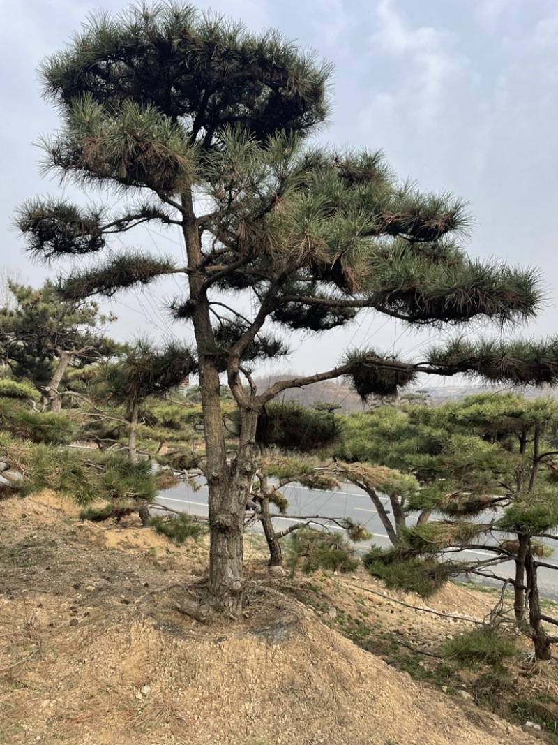 造型松造型油松造型黑松迎客松精品盆景造型赤松