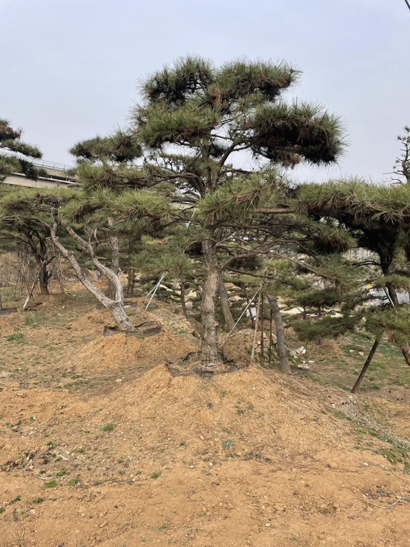 造型松造型油松造型黑松迎客松精品盆景造型赤松