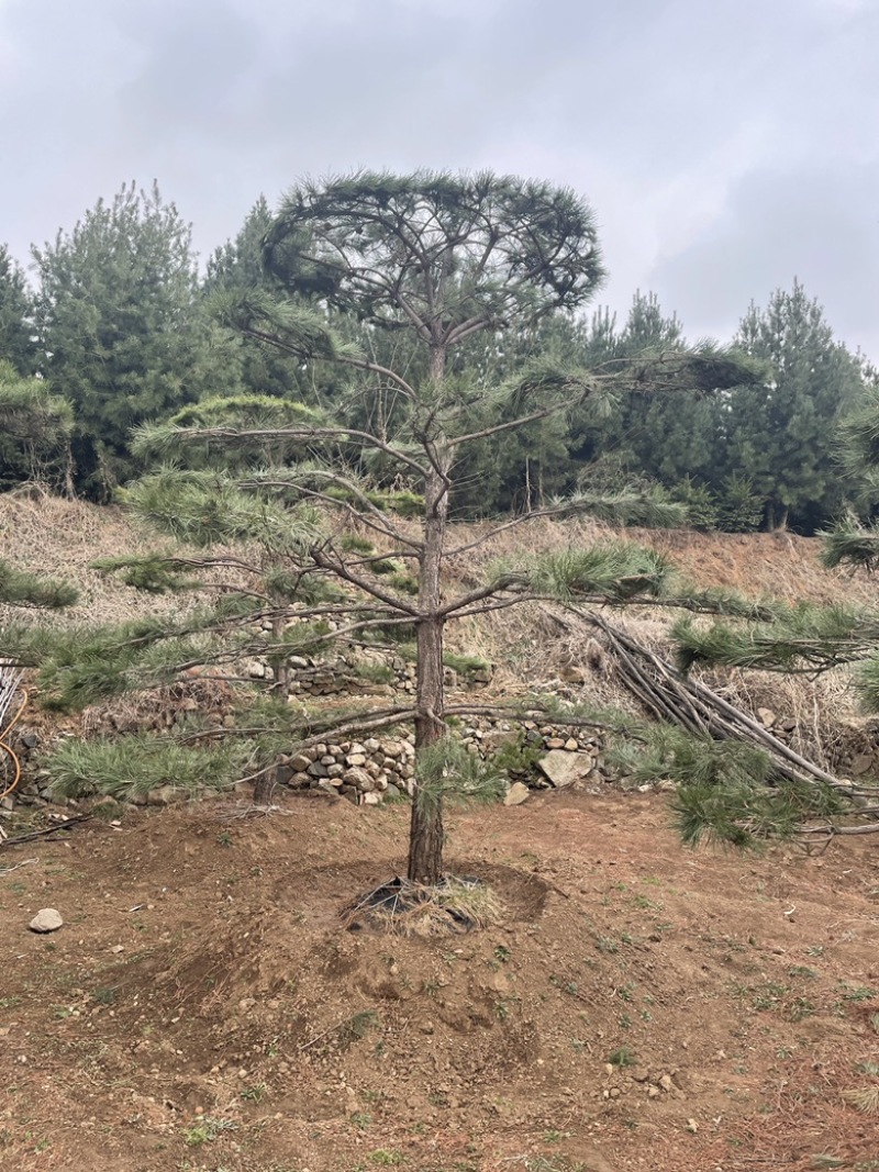 造型黑松造型油松造型松造型赤松迎客松