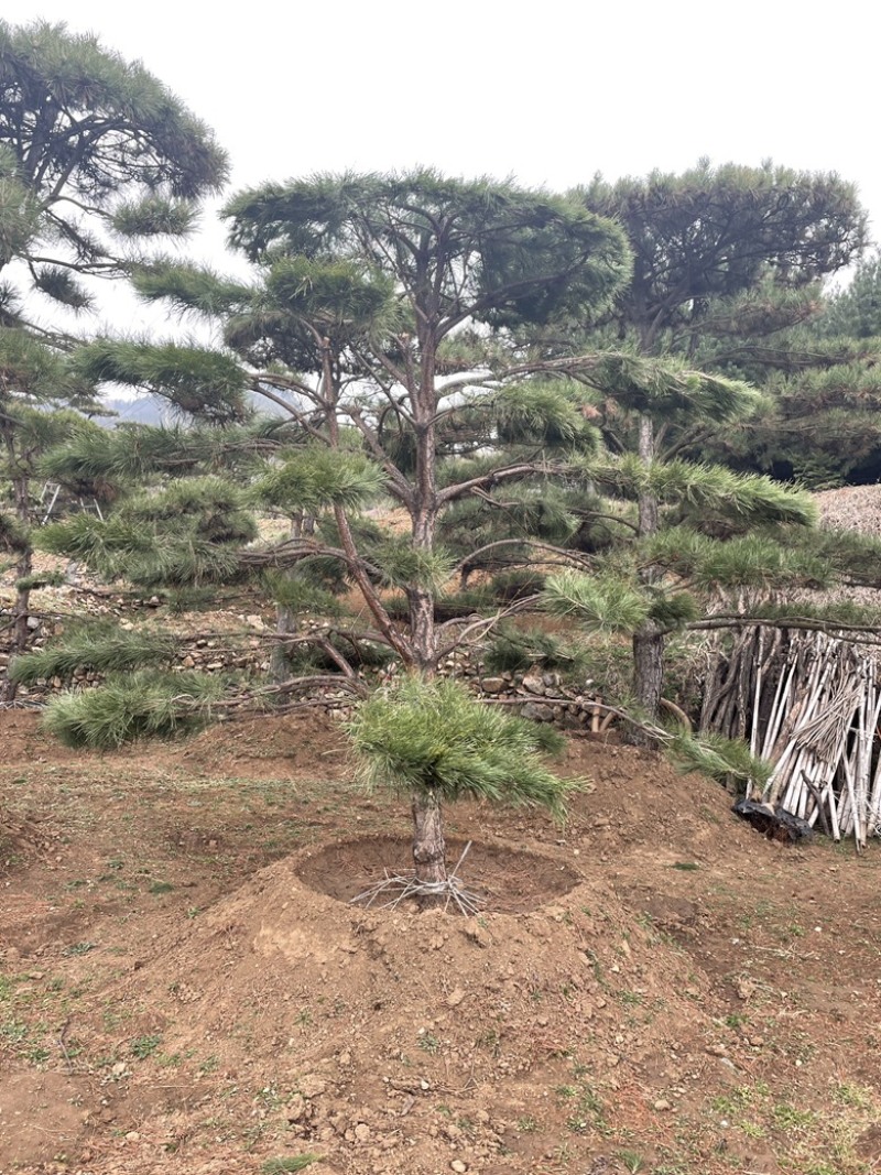 造型黑松造型油松造型松造型赤松迎客松