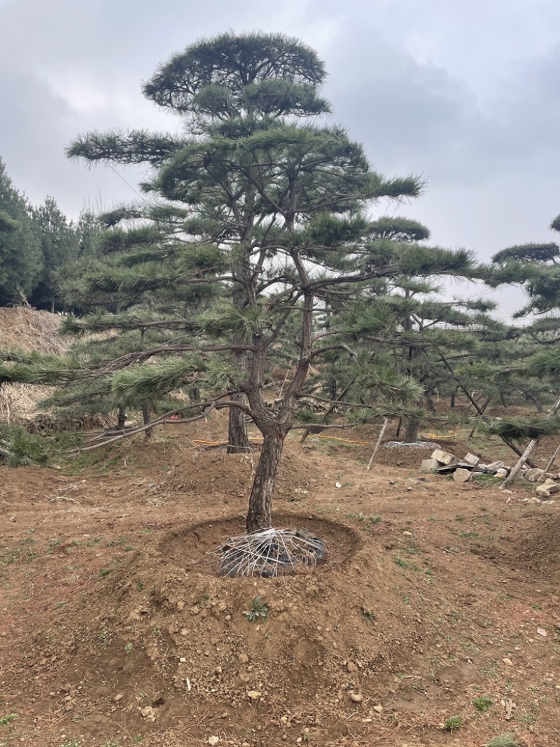 造型黑松造型油松造型松造型赤松迎客松