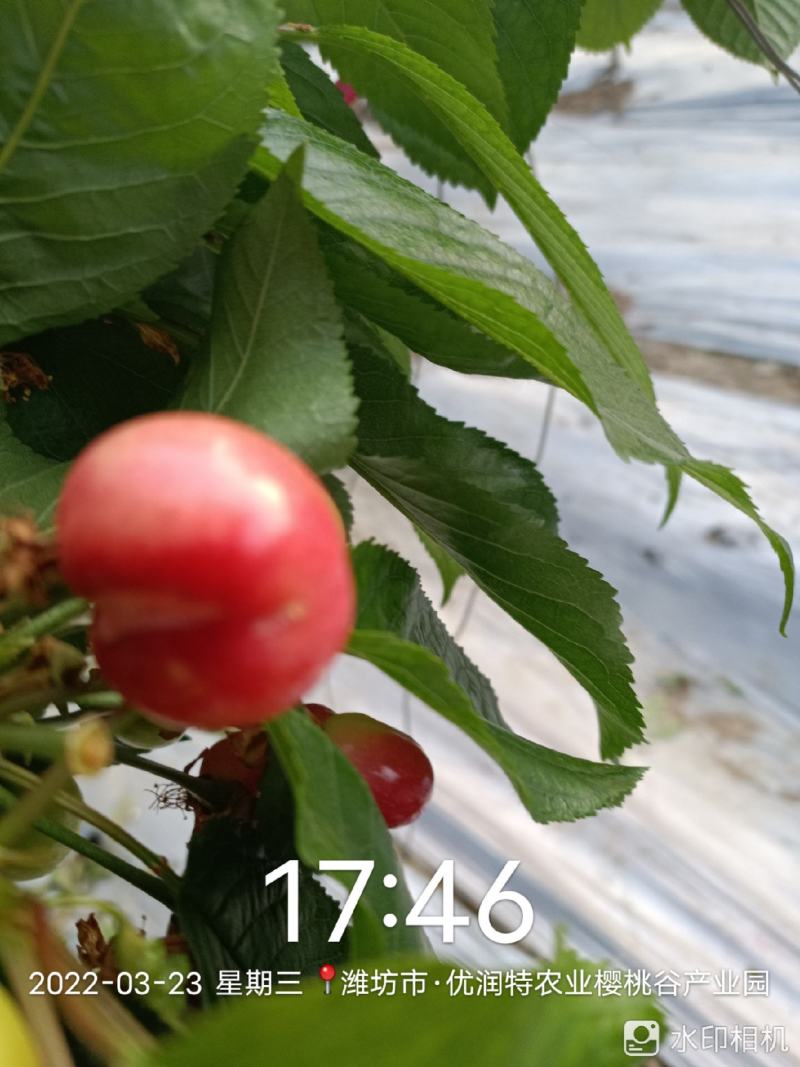 大棚品种大樱桃