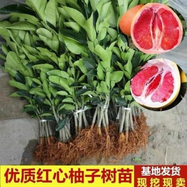 嫁接红心柚子树苗沙田带叶庭院盆栽地栽果树苗南北方种植当年