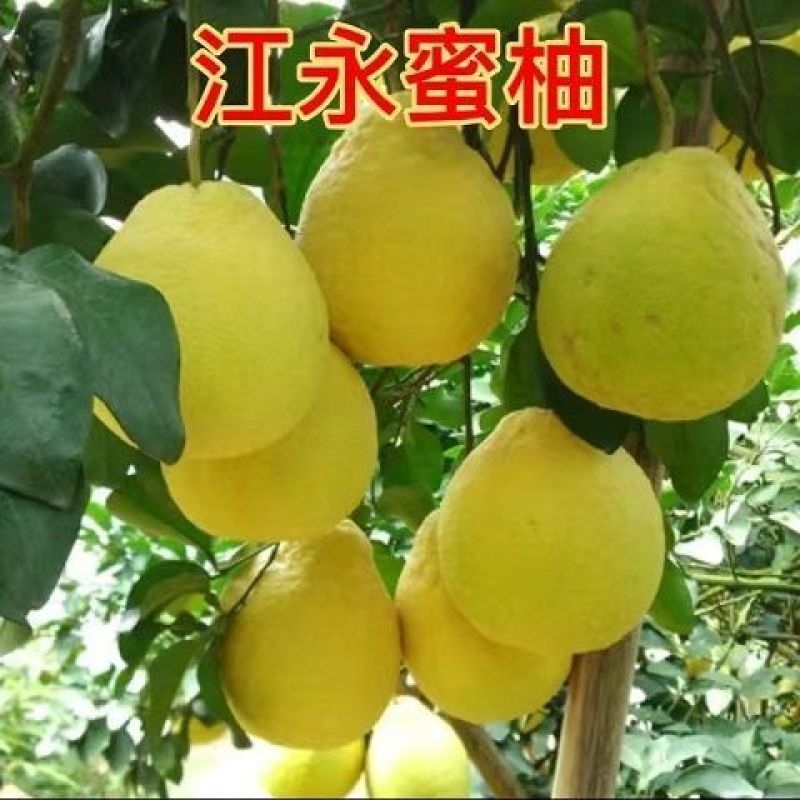 嫁接红心柚子树苗沙田带叶庭院盆栽地栽果树苗南北方种植当年