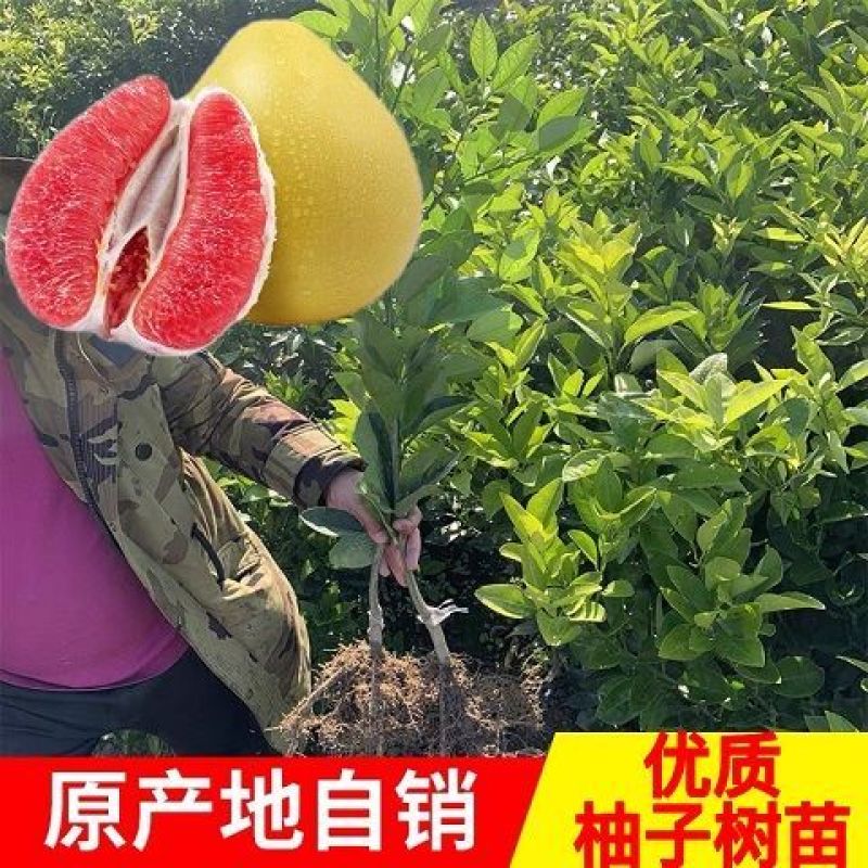 嫁接红心柚子树苗沙田带叶庭院盆栽地栽果树苗南北方种植当年