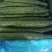 黄瓜，精品密刺黄瓜万亩大棚直发，质量保证