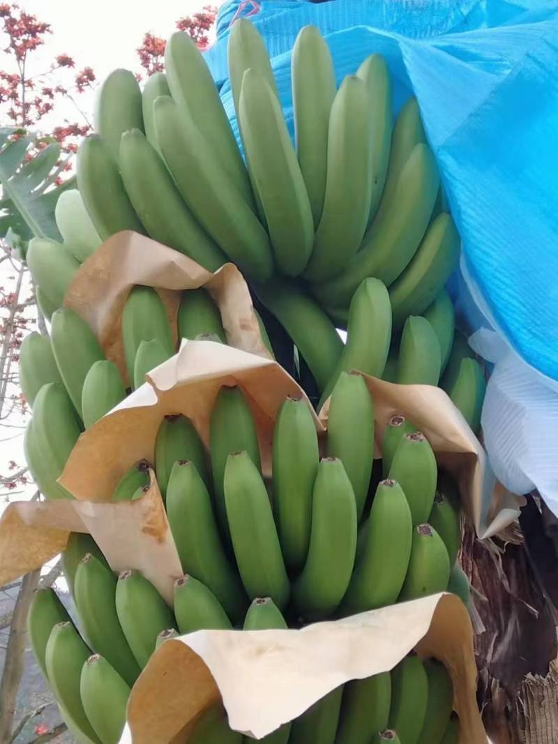 云南红河元阳香蕉