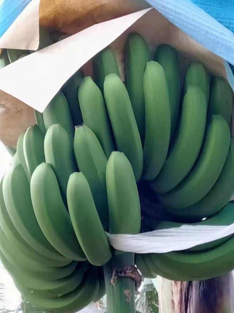 云南红河元阳香蕉
