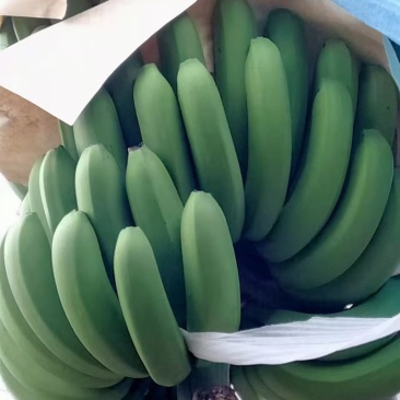 云南红河元阳香蕉