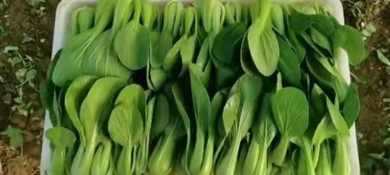 山东油菜精品上海青，大量上市，一手货源全国发货品质保证