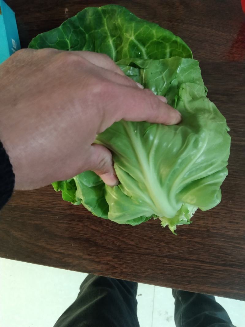 山东郯城红花镇，牛心甘蓝，圆球型甘蓝，松软型，和硬球型，