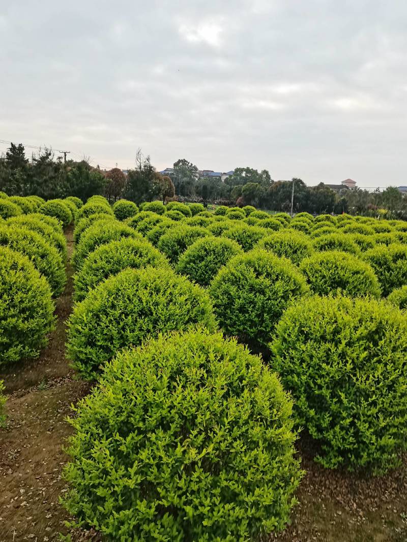 苗圃供应精品移栽金冠女贞球金冠雨贞色耐修剪易成活量大从优