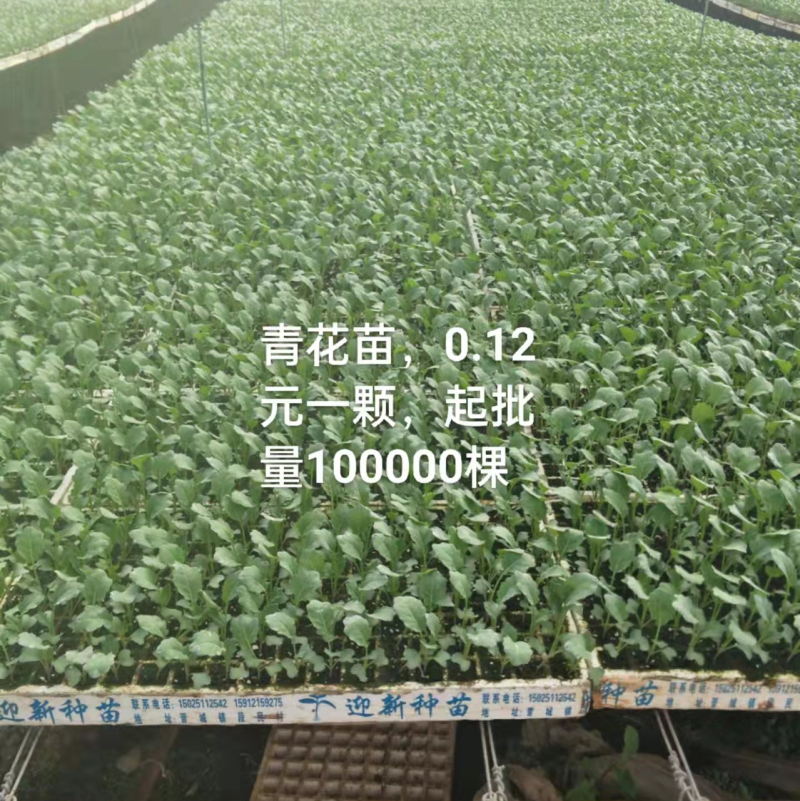 青花苗，一手货源，产品基地发货，量大优惠欢迎采购