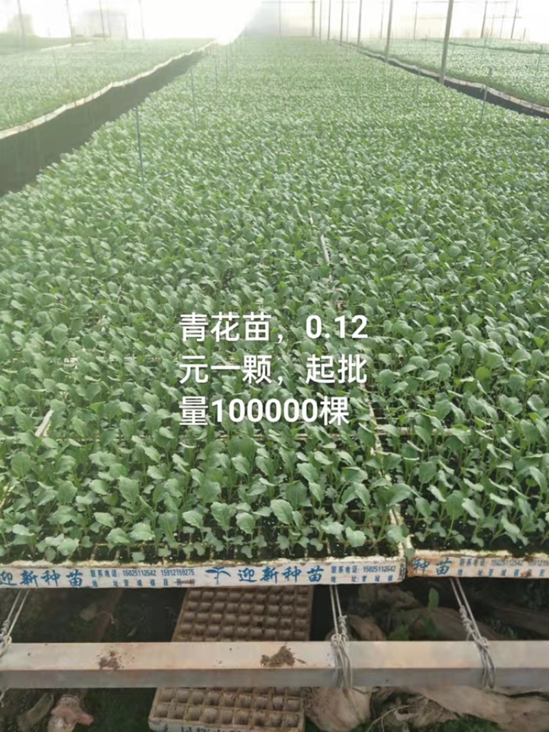 青花苗，一手货源，产品基地发货，量大优惠欢迎采购