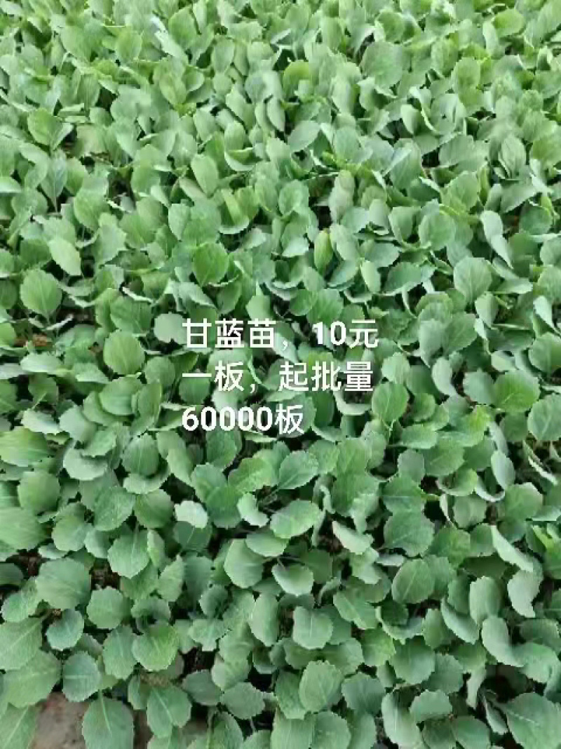甘蓝苗，产地直发，一手货源，量大优惠欢迎前来选购咨询