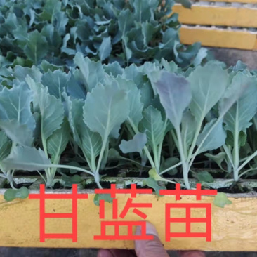 甘蓝苗，产地直发，一手货源，量大优惠欢迎前来选购咨询