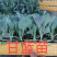 甘蓝苗，产地直发，一手货源，量大优惠欢迎前来选购咨询