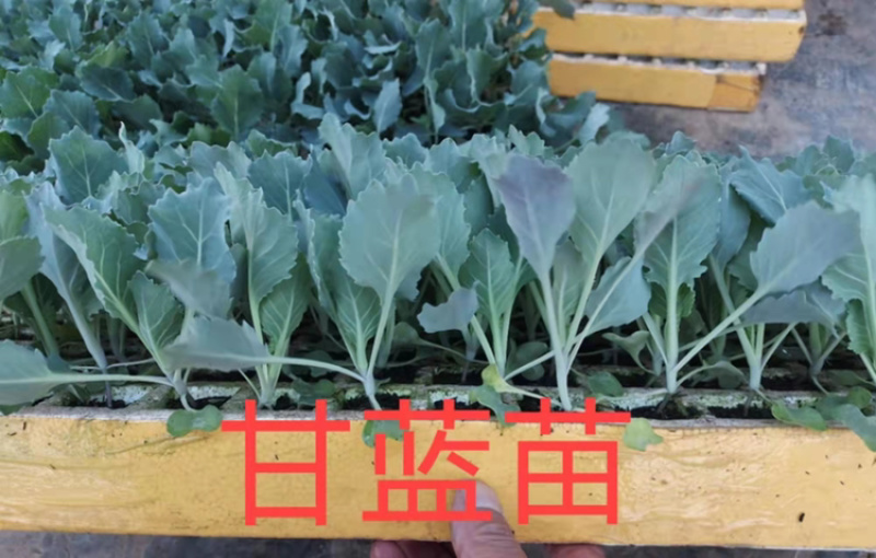 甘蓝苗，产地直发，一手货源，量大优惠欢迎前来选购咨询