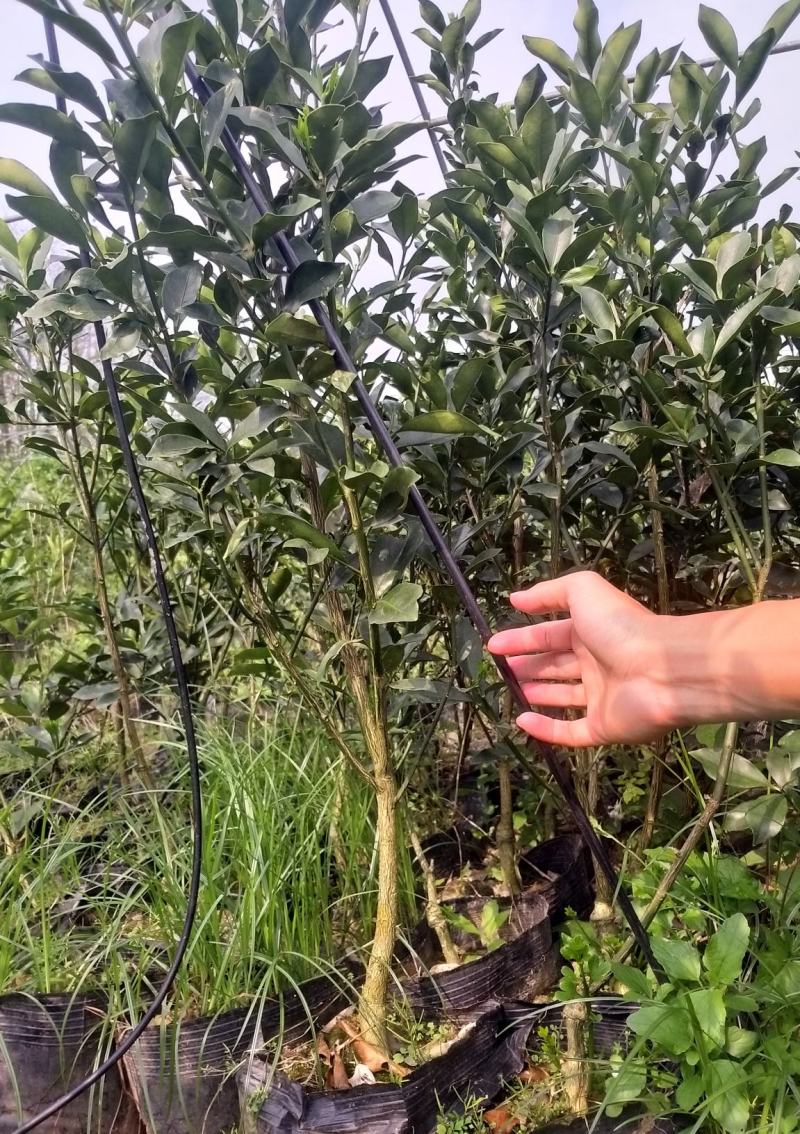 脆蜜金桔王果苗单果50-90g化渣好糖度高纯甜多