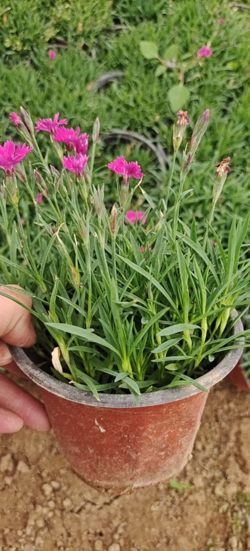 欧石竹叶片翠绿花色鲜艳一年开花能有300天