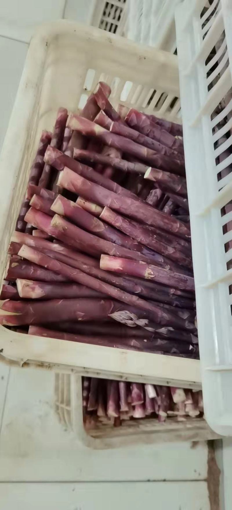 山东潍坊特产紫芦笋，真正的紫色激情，芦笋大量上市，质量好