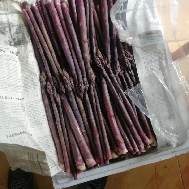 山东潍坊特产紫芦笋，真正的紫色激情，芦笋大量上市，质量好