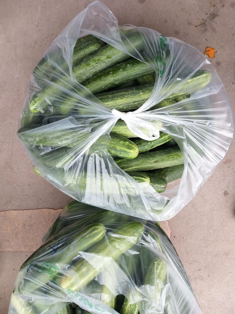 威远精品小黄瓜大量上市产地直发质量保障，可视频看货