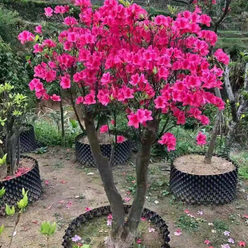 国旗红映山红老熟桩花苗室内外花卉盆栽好养易活超大杜鹃花下