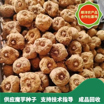 花魔芋，一代*二代*基地供应全国各地，量大从优