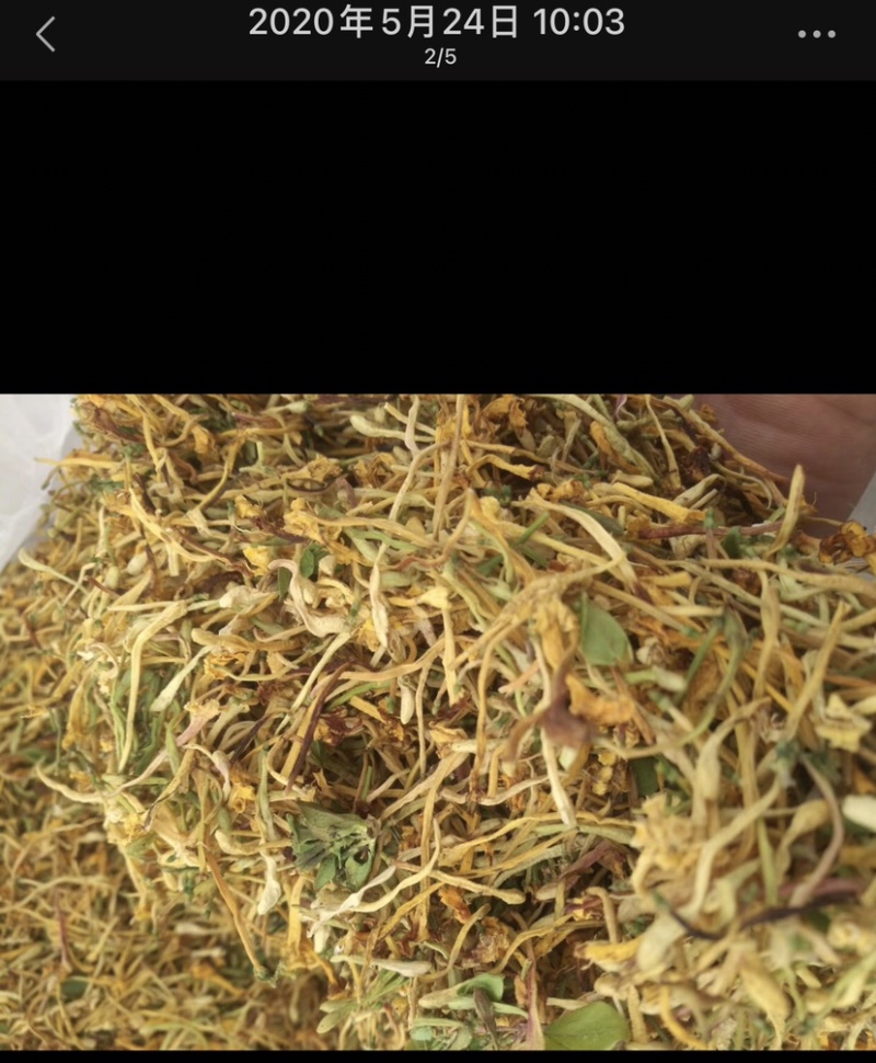 金银花野生