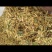 金银花野生