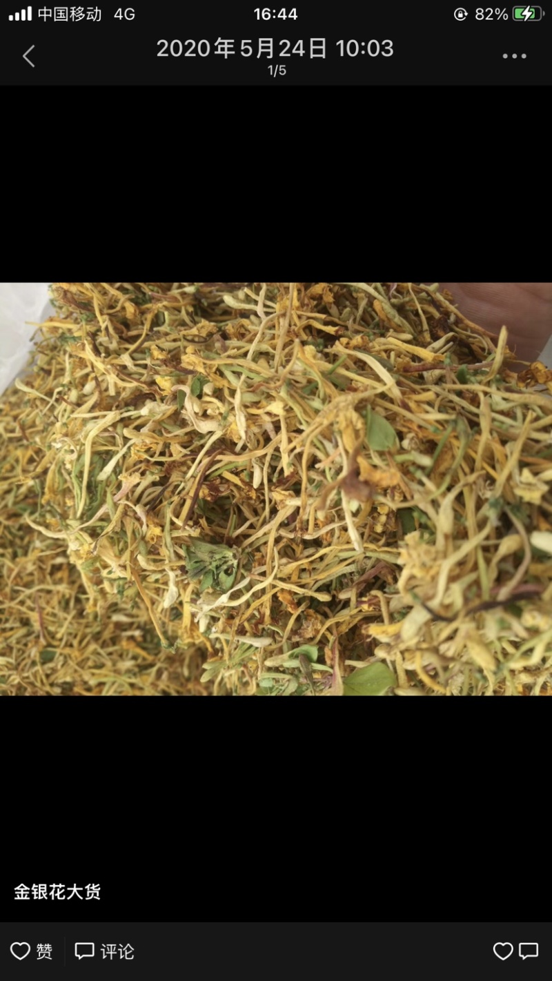 金银花野生