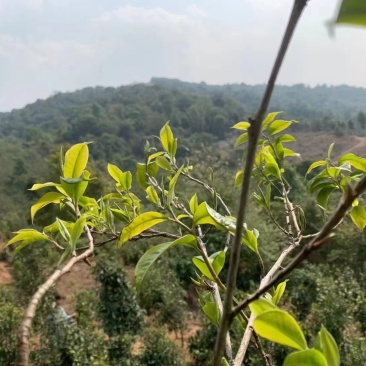 普洱茶