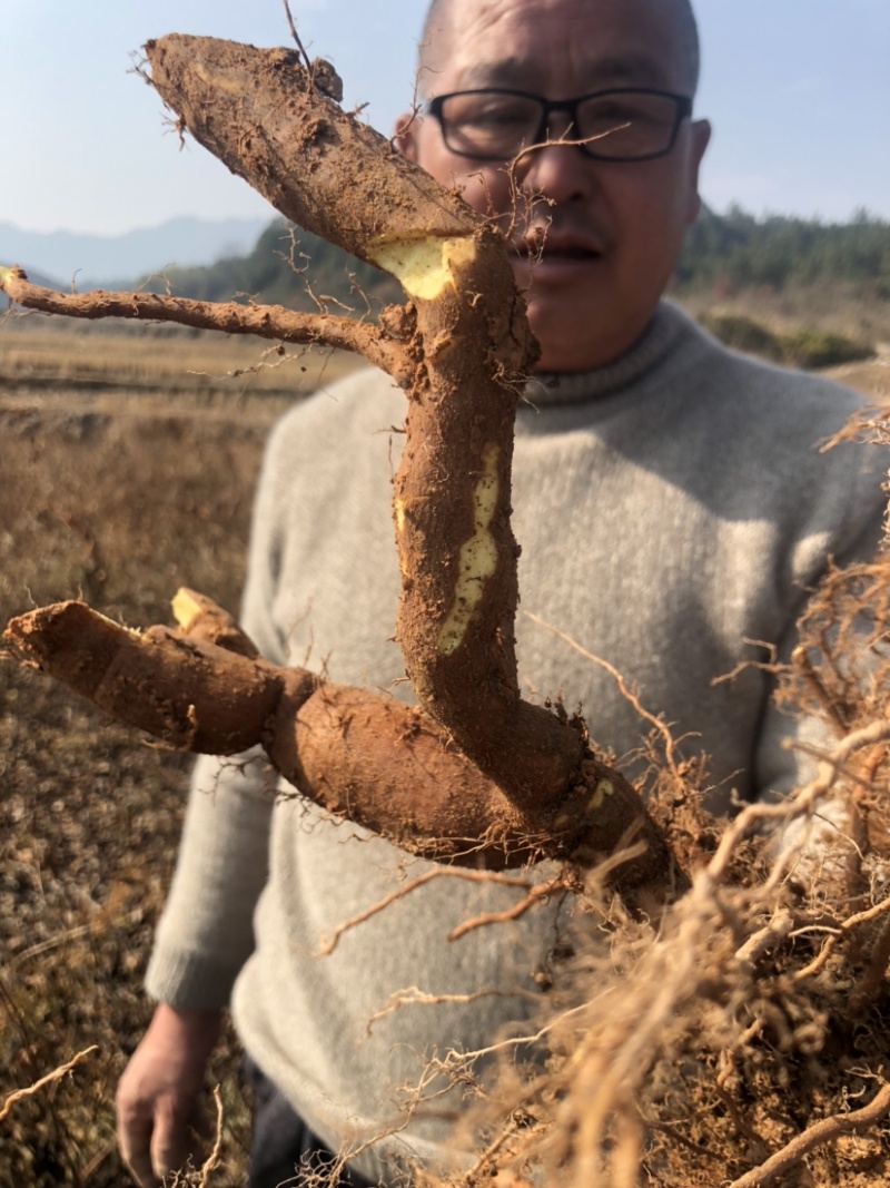 虎仗苗，江西赣州高产量露天训化虎仗苗。全程技术指导包回收