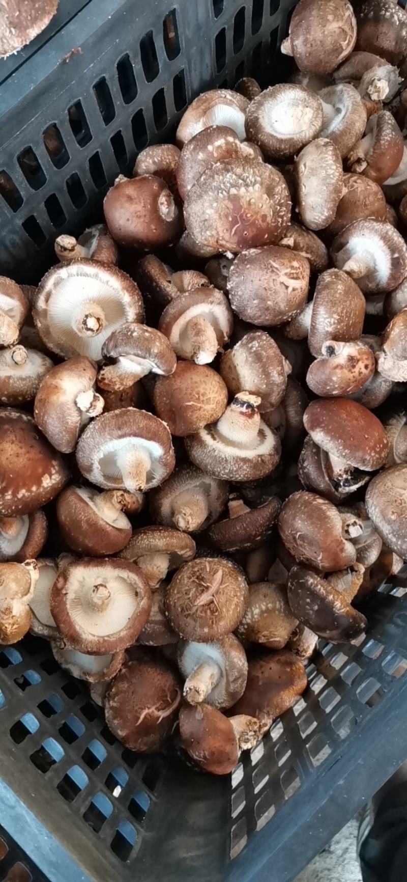 808鲜香菇加工厂用菜菇摆地摊鲜香菇便宜鲜香菇