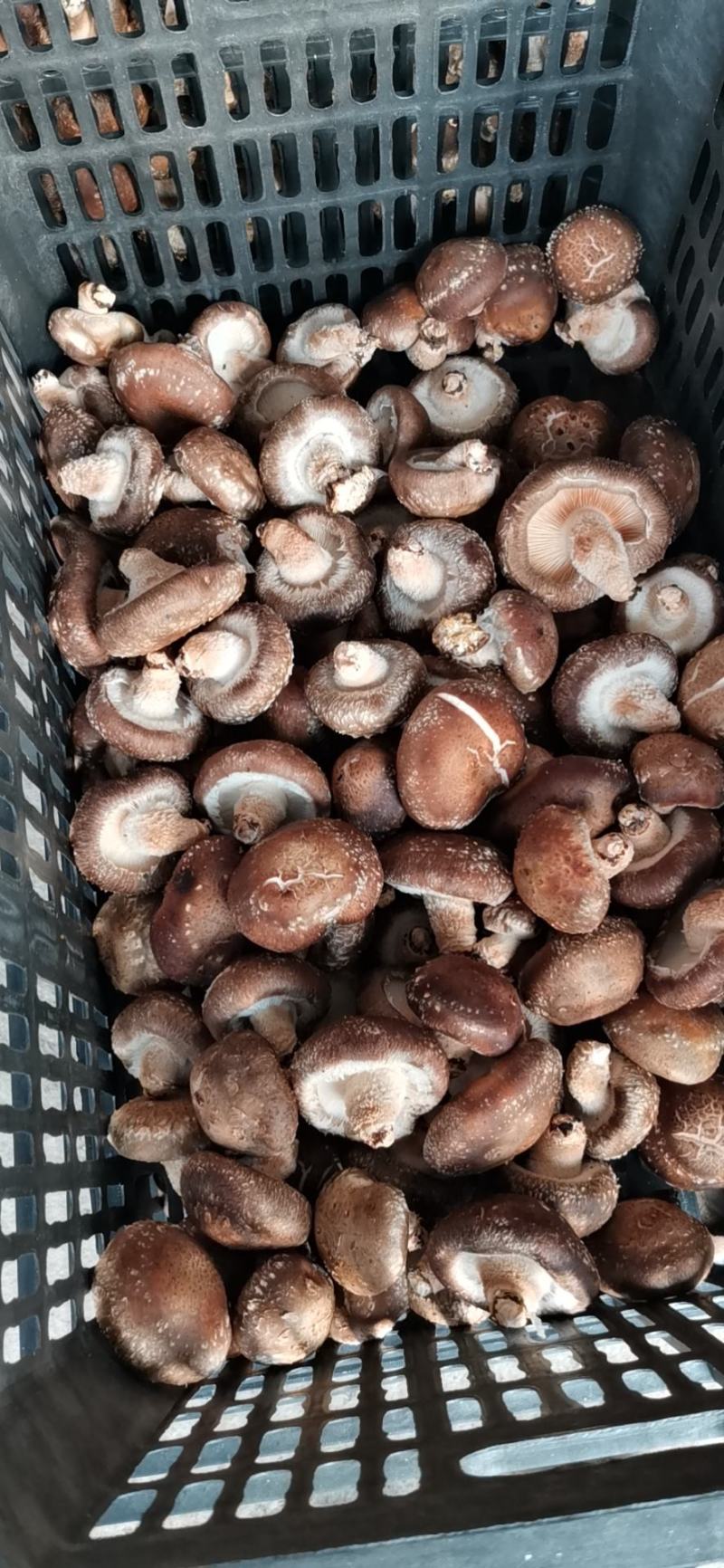 808鲜香菇加工厂用菜菇摆地摊鲜香菇便宜鲜香菇