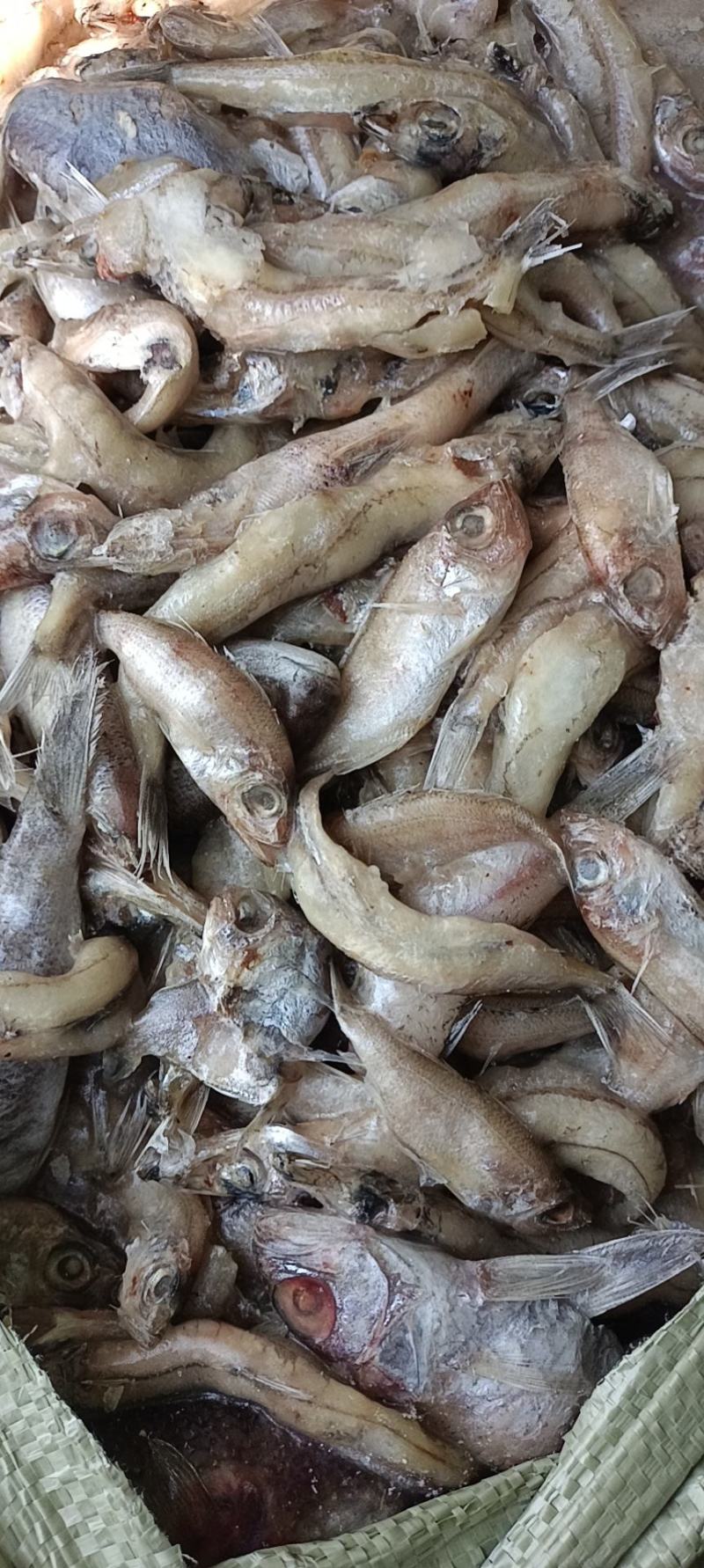 冰冻龙虾，螃蟹饲料鱼