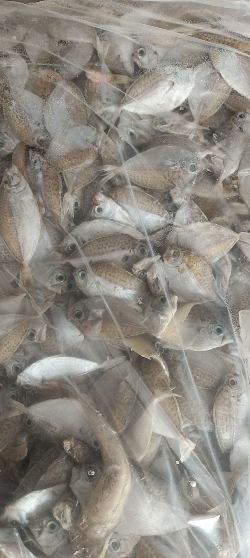 冰冻龙虾，螃蟹饲料鱼