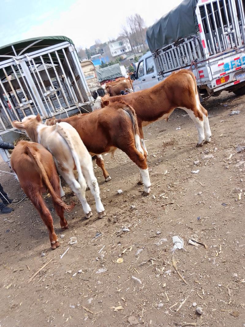 牛犊贵州毕节高山放养西门塔尔黄牛牛犊大量出售