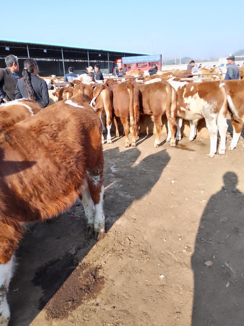 牛犊贵州毕节高山放养西门塔尔黄牛牛犊大量出售